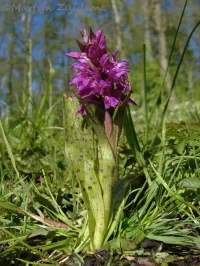 Brede orchis [Dactylorhiza majalis ssp majalis]